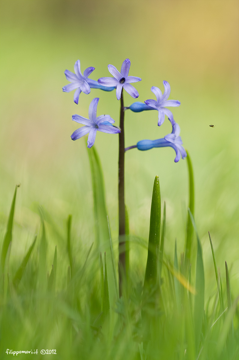 Hyacinthus orientalis L.